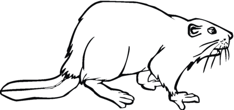 Beaver 2 Coloring Page